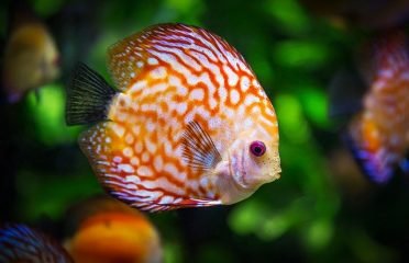 Maahir Fish Aquarium & Accessory