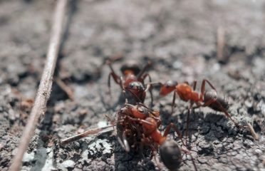 Friendly Pest Control