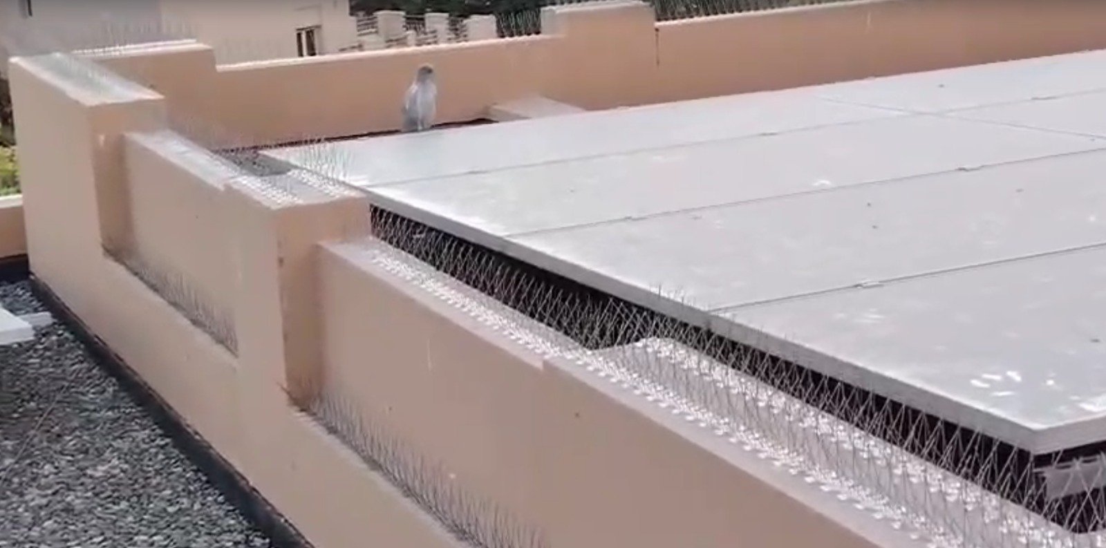 birdcontrol dubai